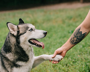 Husky Handshake