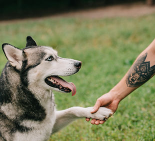 Apretón de manos husky