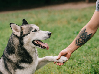 Husky Handshake