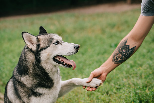 Dog Shaking Hand