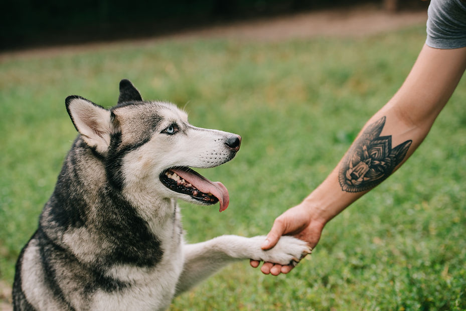 Hund schüttelt Hand