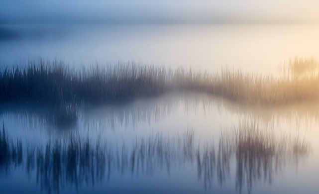 Foggy Swamp