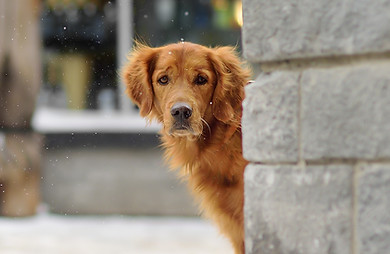 Dog looking around corner