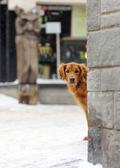 Hund schaut um die Ecke