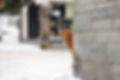 Hund schaut um die Ecke