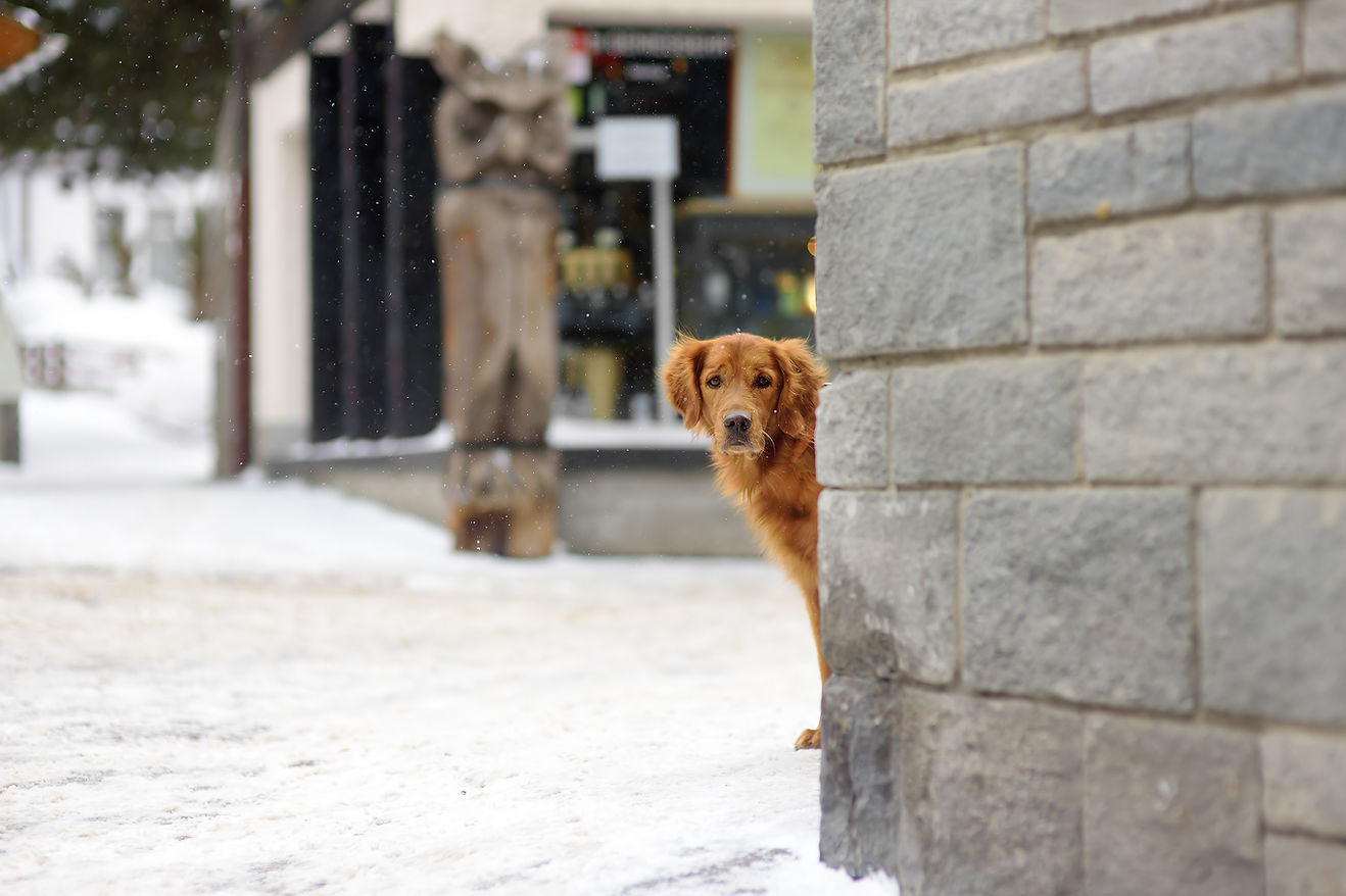 Hund schaut um die Ecke