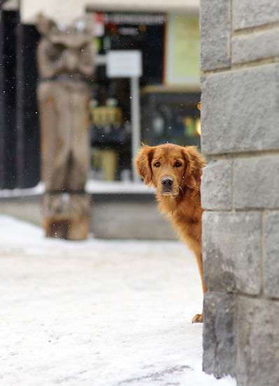 Hond die om de hoek kijkt