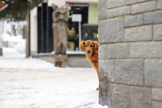 Perro mirando a la vuelta de la esquina