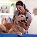 Escovando pelo de cachorro