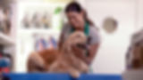 Grooming the Dog