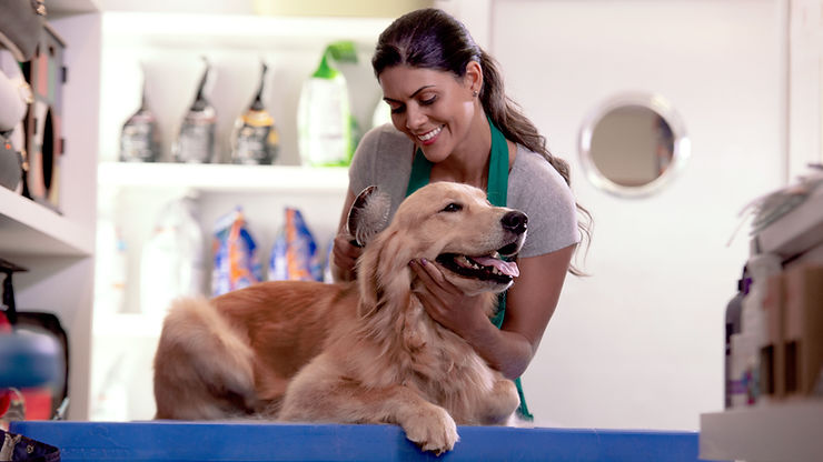 Grooming the Dog