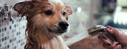 Dog Wash