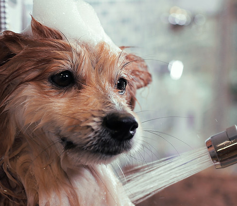 Dog Getting Bathed