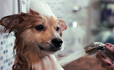 Dog Wash