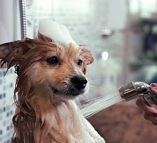 Dog Wash