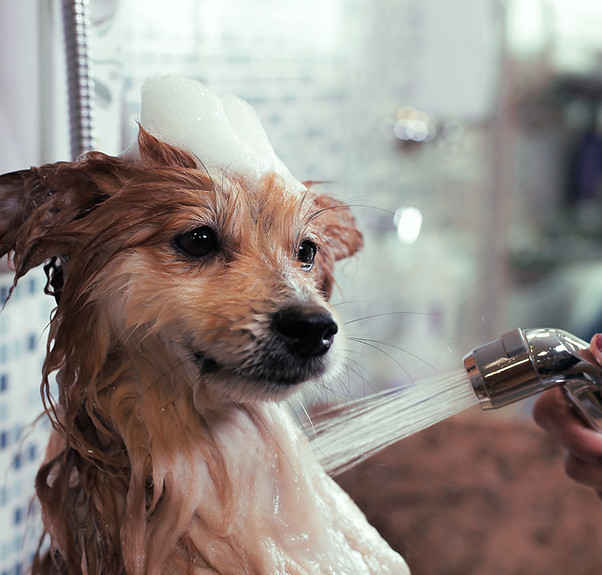 Dog Wash