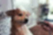 Dog Wash