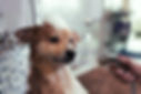 Dog Wash