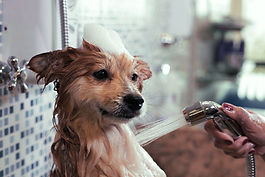 Dog Groomer