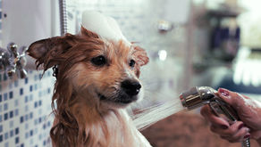 [每週星座運勢] 2024/12/8-12/14｜小龜的塔羅牌世界