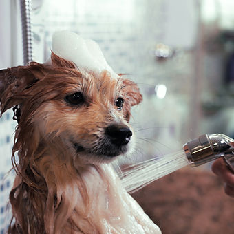 Dog Wash
