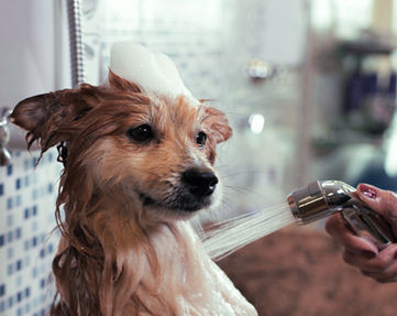 Dog Bath