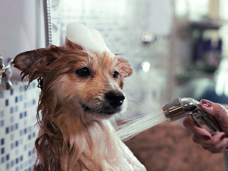 The Pawpular Guide to Bath Time: Everything You Need to Know About Washing Your Dog