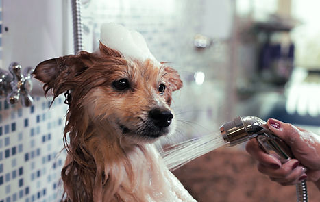 Dog Wash