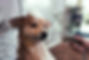 Dog Wash