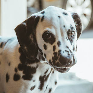 perro dálmata