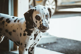 Dalmatian Dog