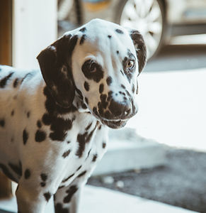 Dalmatian Dog