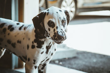Dalmatian puppy looking uneasy