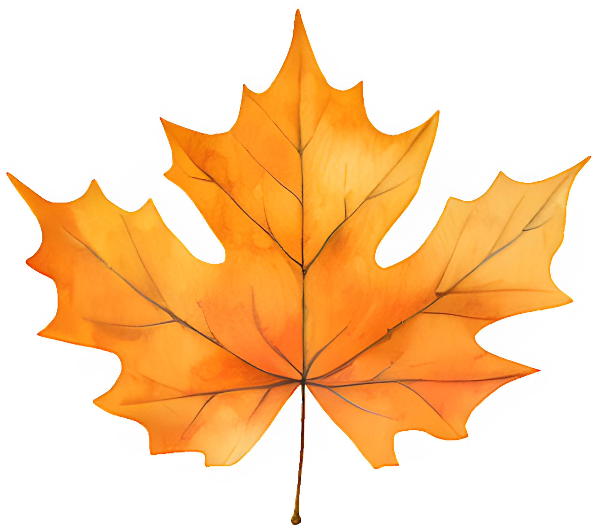 Orange Maple Leaf