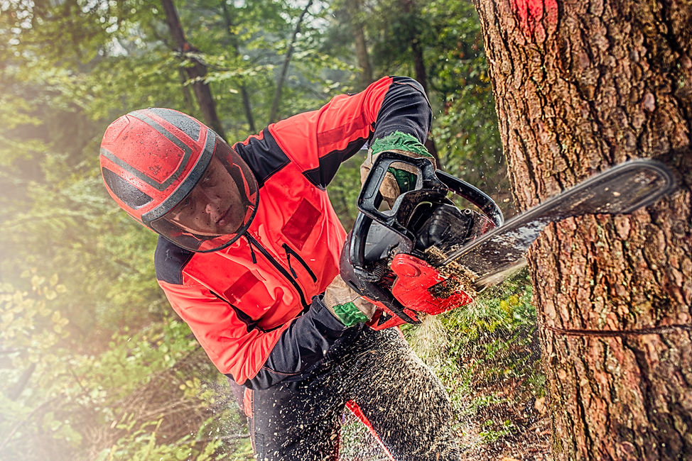 A specialist wearing safety gear using a chainsaw to dismantle branches