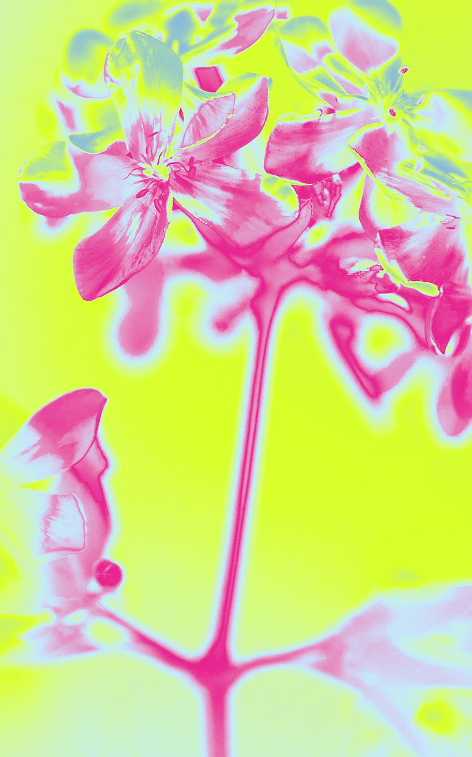 Vivid Floral Artwork