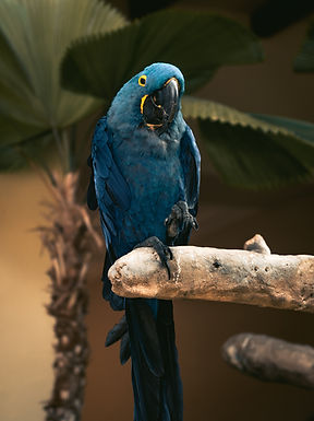 Blue Parrot Perched