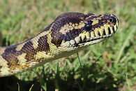 Ball Python
