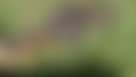 Crotalus Cascavella – Zehir, Mani ve Yılanlar