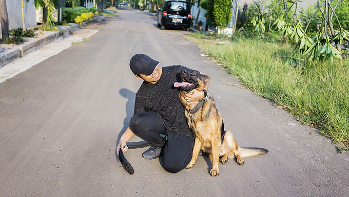 Dog Training
