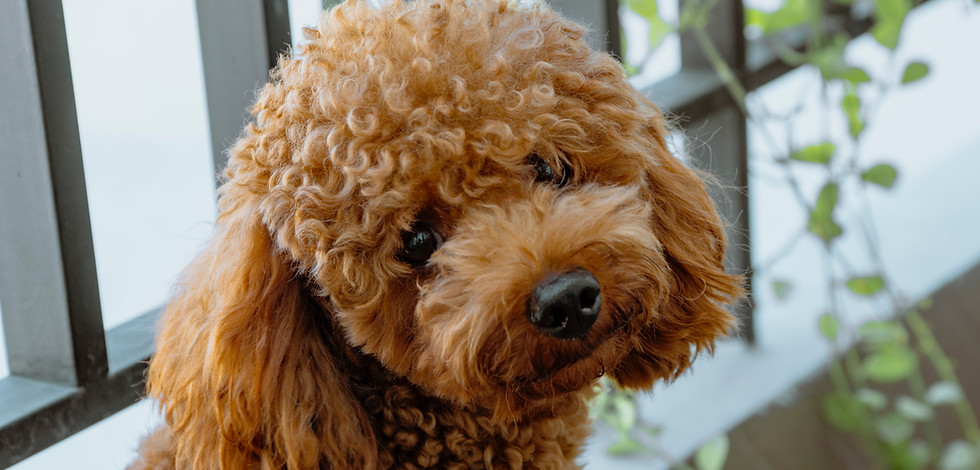 Obedience Dog Training in New Jersey