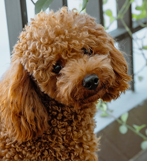 Curly-Haired Poodle