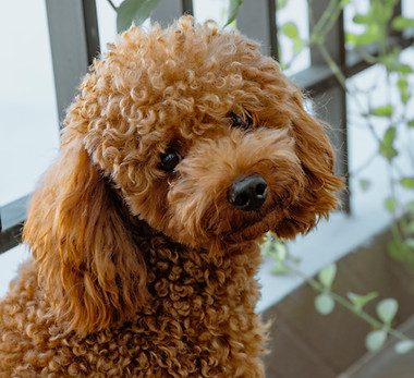 Toy Poodle