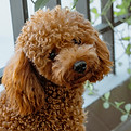 Curly-Haired Poodle
