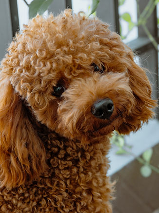 Toy Poodle