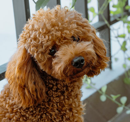 Curly-Haired Poodle