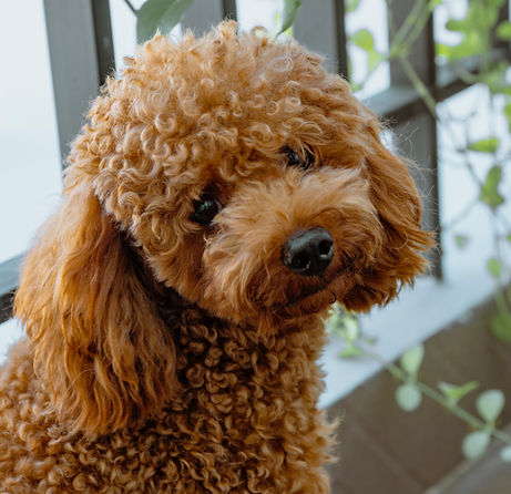 Curly-Haired Poodle