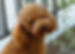 Toy Poodle