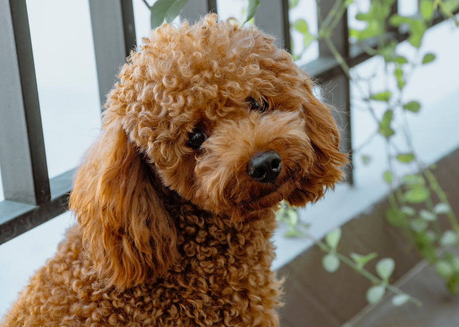 Toy Poodle