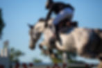 A rider gracefully jumps over a hurdle on a gray horse